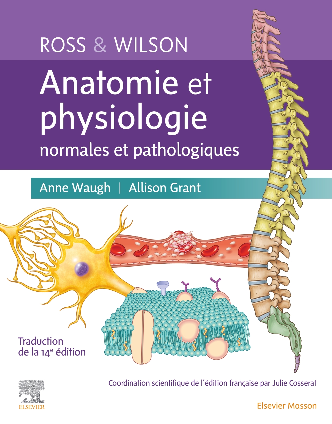 ROSS ET WILSON. ANATOMIE ET PHYSIOLOGIE NORMALES ET PATHOLOGIQUES - Anne Waugh - MASSON