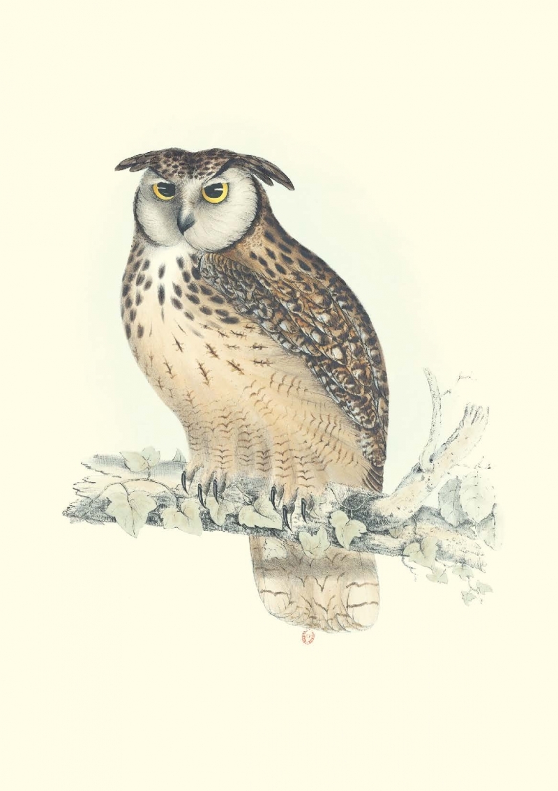 CARNET NOTES & LECTURE - OISEAUX DE L HIMALAYA - John GOULD - RELIEFS