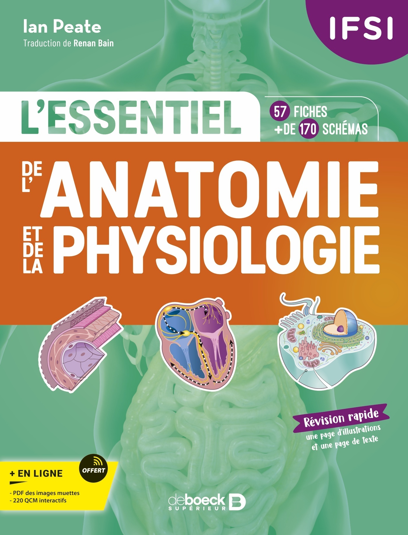 L'essentiel de l’anatomie et de la physiologie en fiches  - Ian Peate - DE BOECK SUP